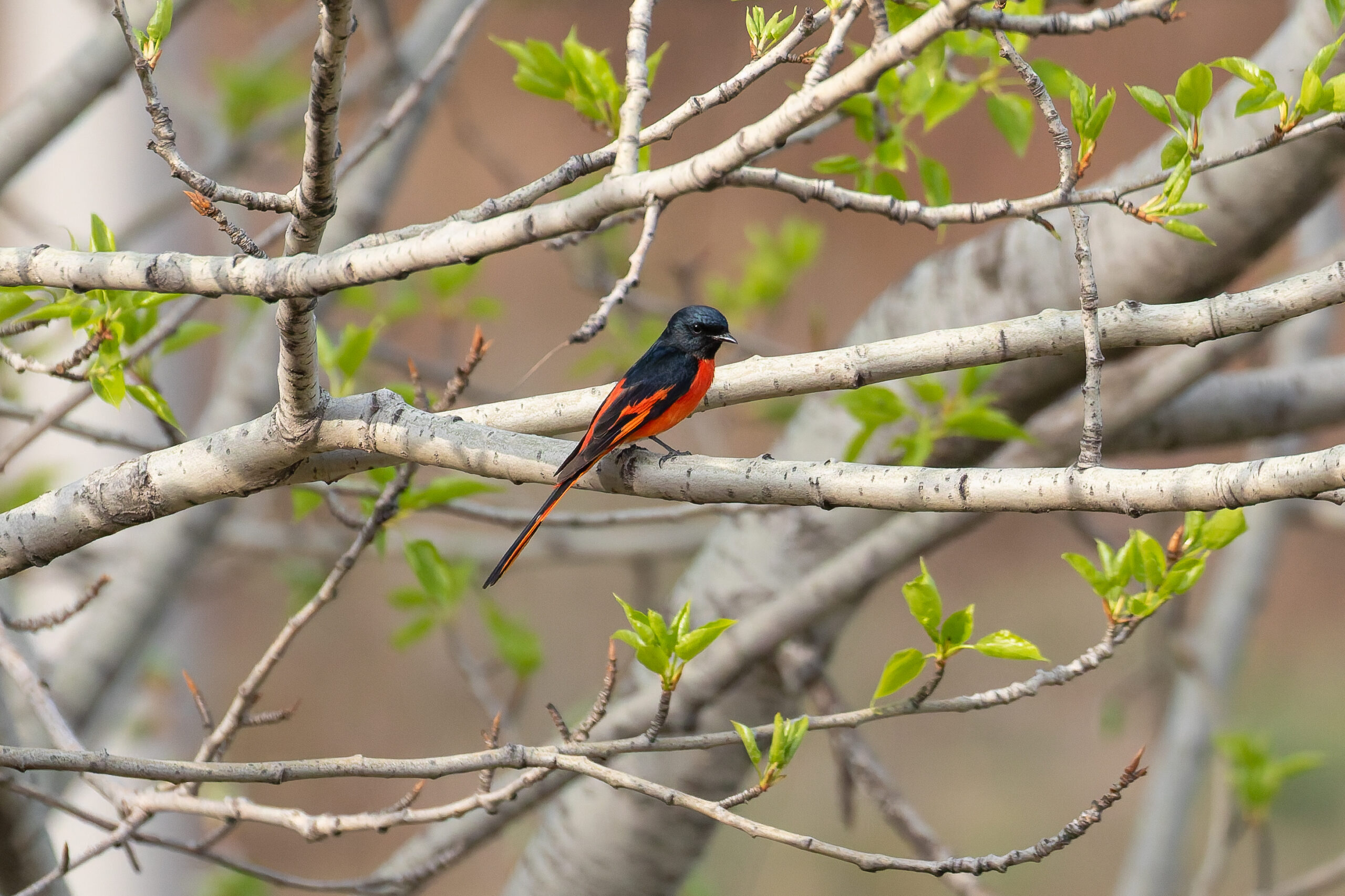 Long-tailed Minivet (image by Diedert Koppenol)