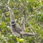 Moloch Gibbon (image by Trevor Ellery)