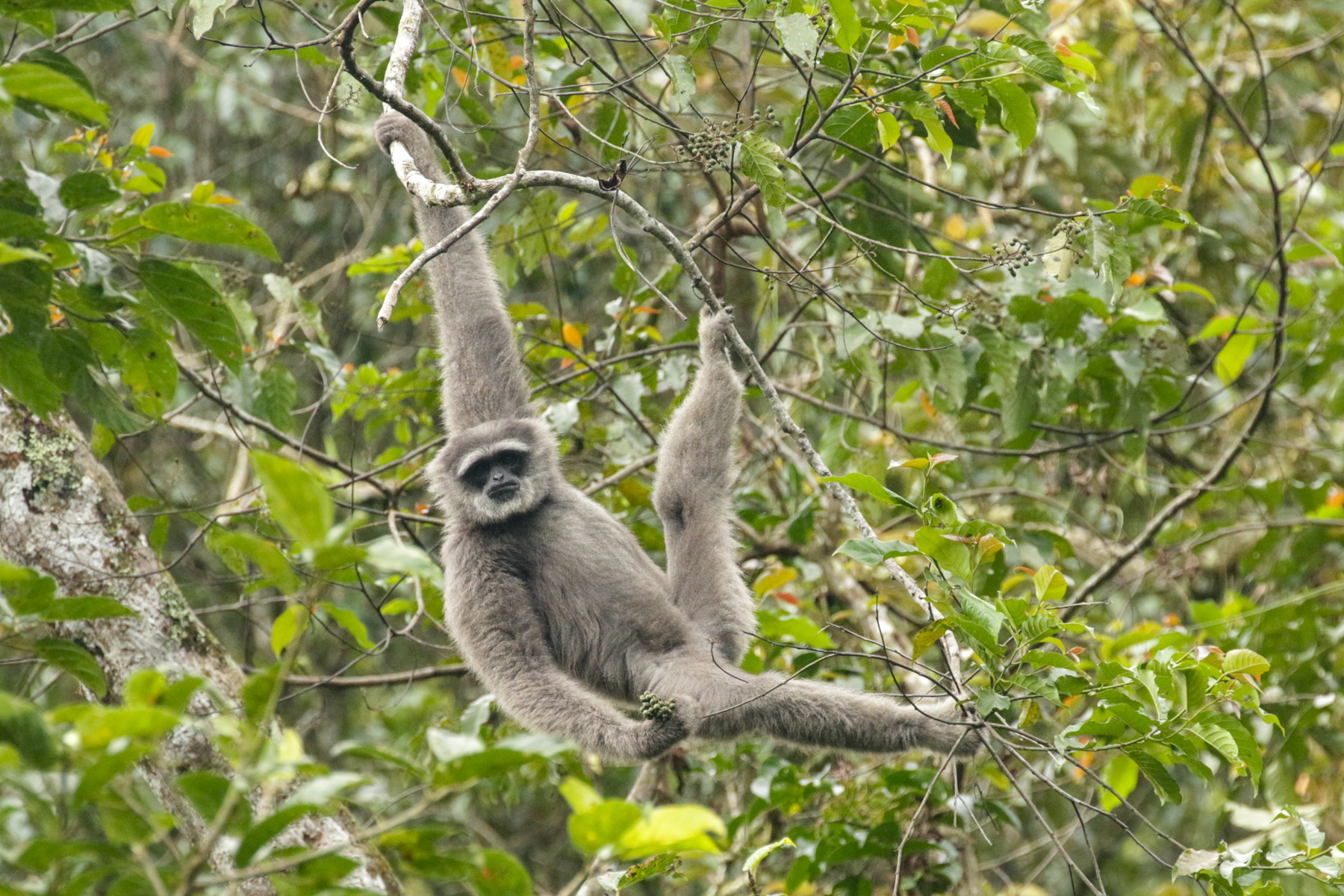 Moloch Gibbon (image by Trevor Ellery)