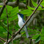 Moluccan Flycatcher (image by Dave Farrow)