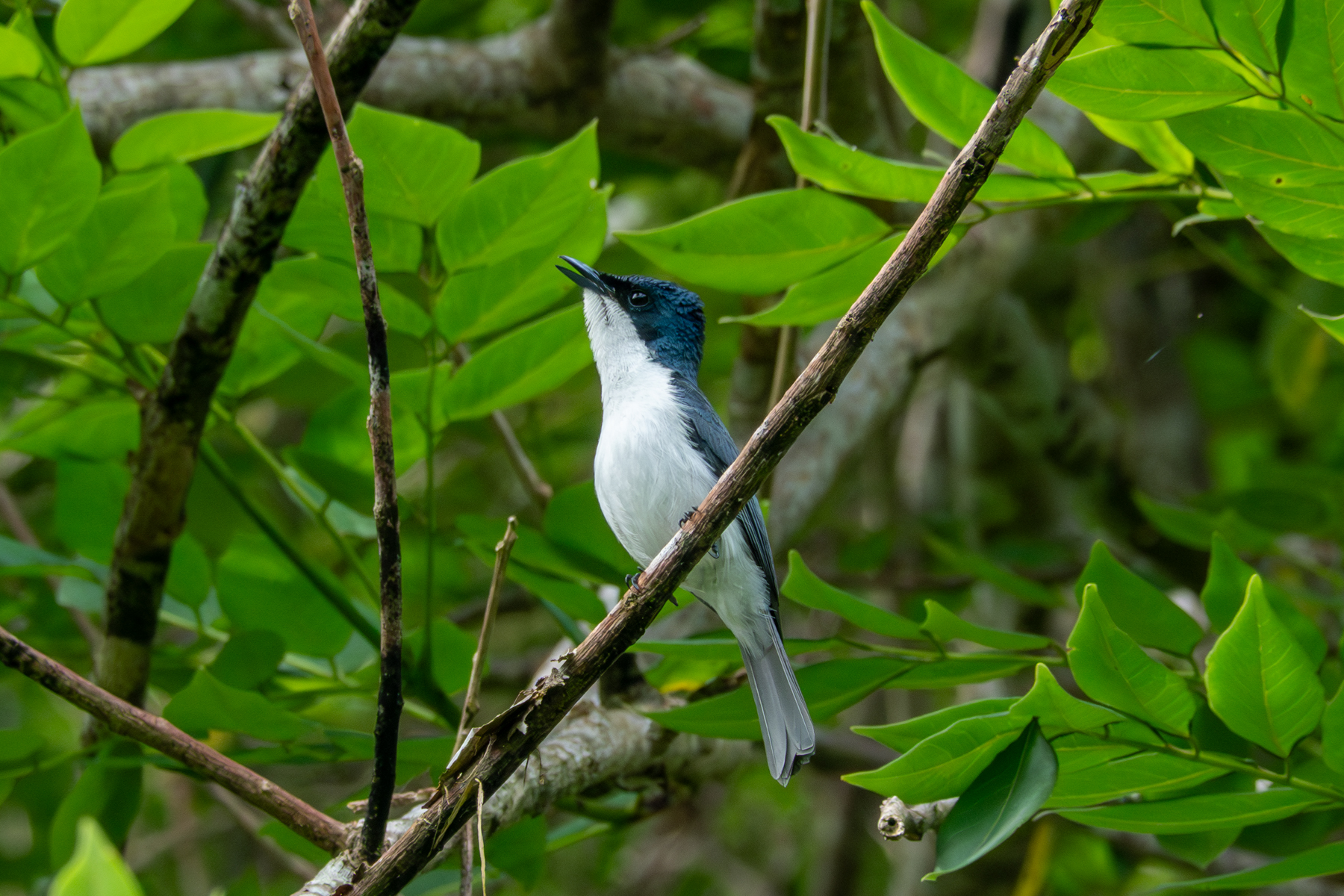 Moluccan Flycatcher (image by Dave Farrow)