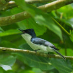 Moluccan Flycatcher (image by Dave Farrow)