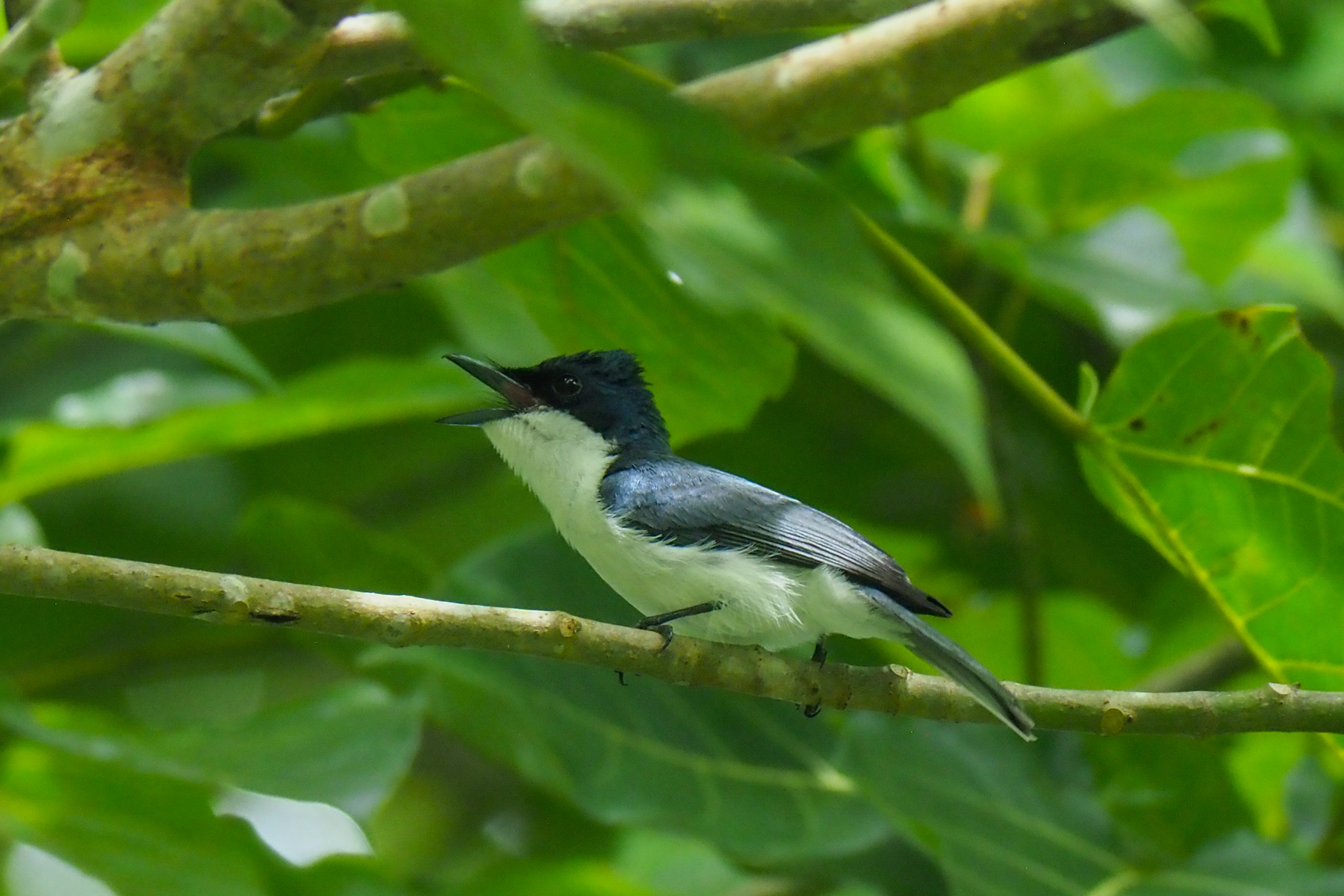 Moluccan Flycatcher (image by Dave Farrow)
