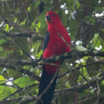 Moluccan King Parrot (image by Dave Farrow)