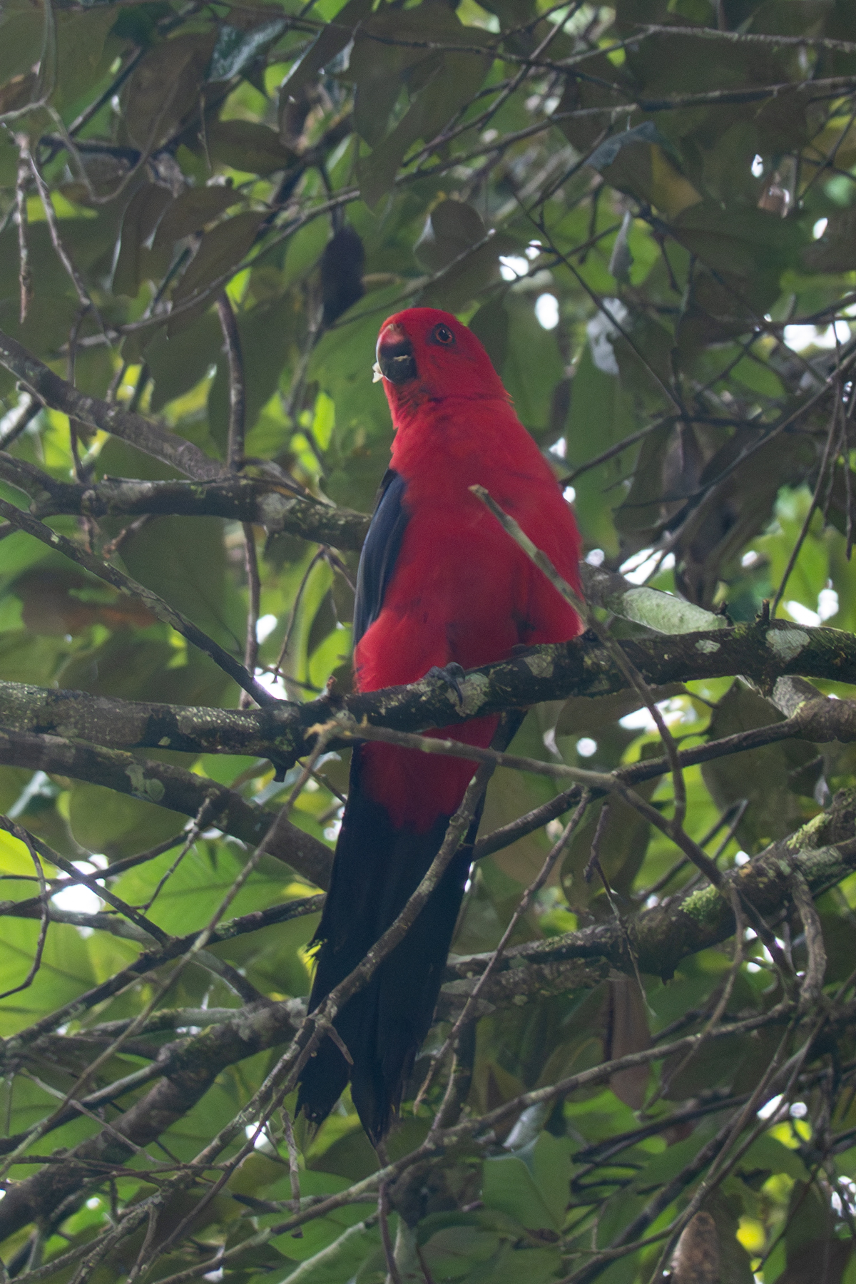Moluccan King Parrot (image by Dave Farrow)