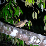 Moluccan Woodcock (image by Dave Farrow)
