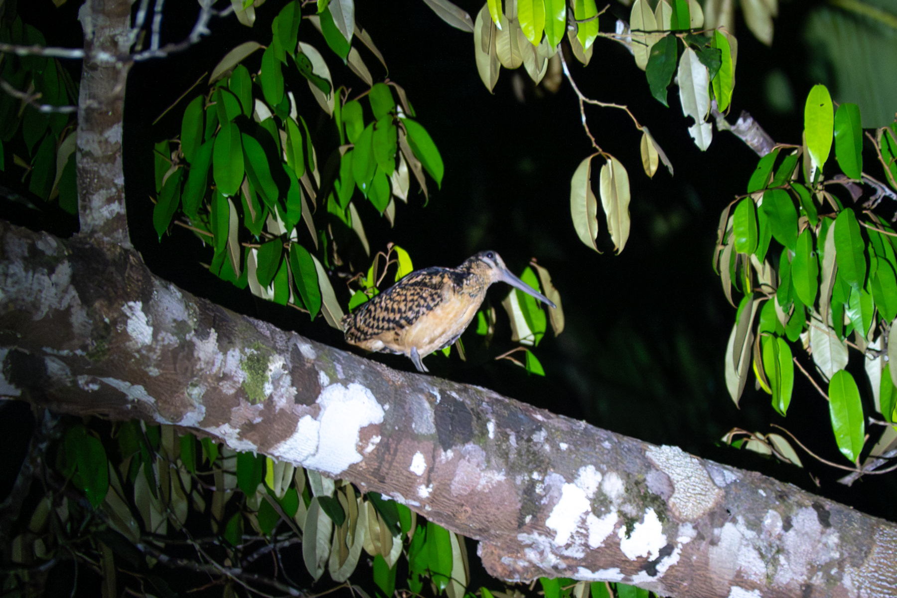 Moluccan Woodcock (image by Dave Farrow)