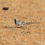 Namaqua Dove (image by Diedert Koppenol)