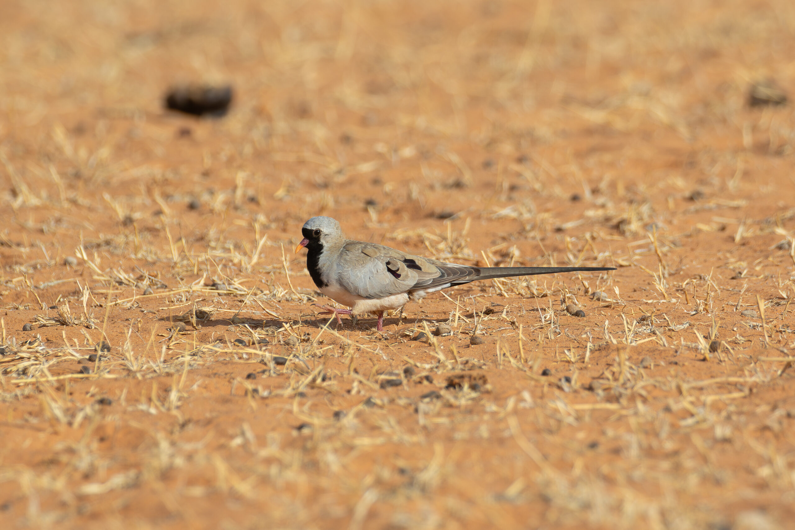 Namaqua Dove (image by Diedert Koppenol)