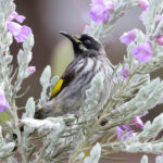New Holland Honeyeater (image by Hannu Jännes)