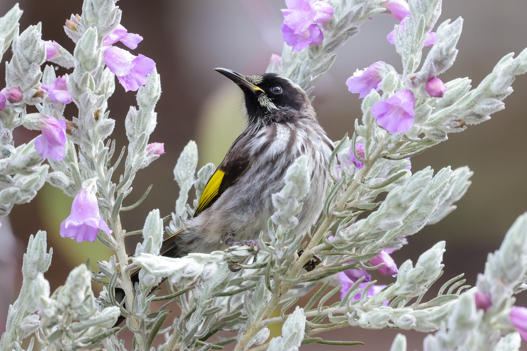 New Holland Honeyeater (image by Hannu Jännes)