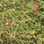 Northern Carmine Bee-eaters, with Red-throated Bee-eater (image by Diedert Koppenol)