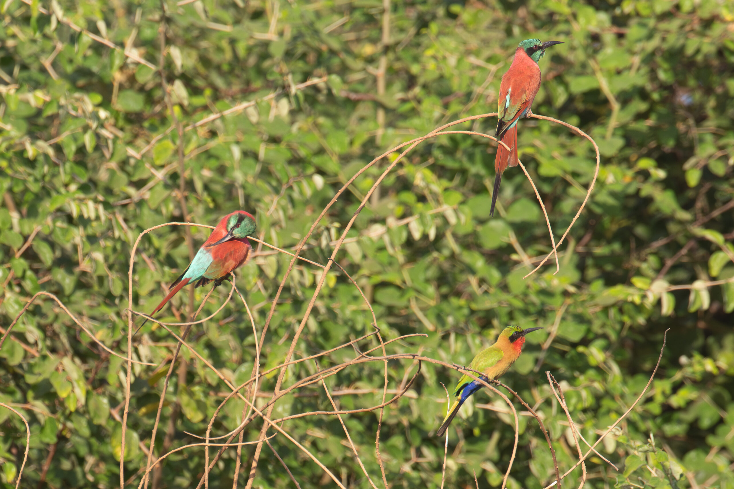 Northern Carmine Bee-eaters, with Red-throated Bee-eater (image by Diedert Koppenol)