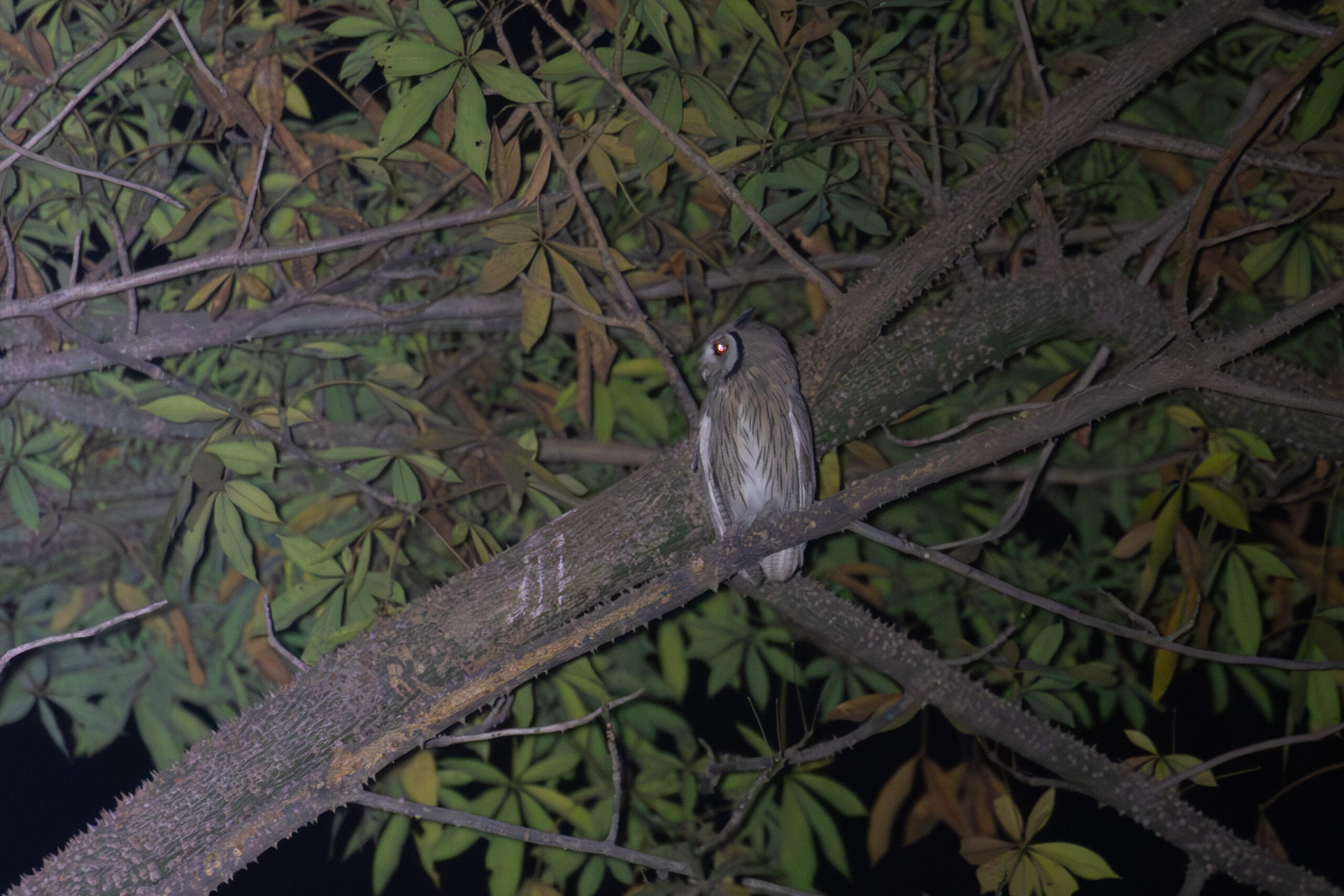 Northern White-faced Owl (image by Diedert Koppenol)