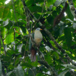 Oberholser's Fruit Dove (image by Dave Farrow)