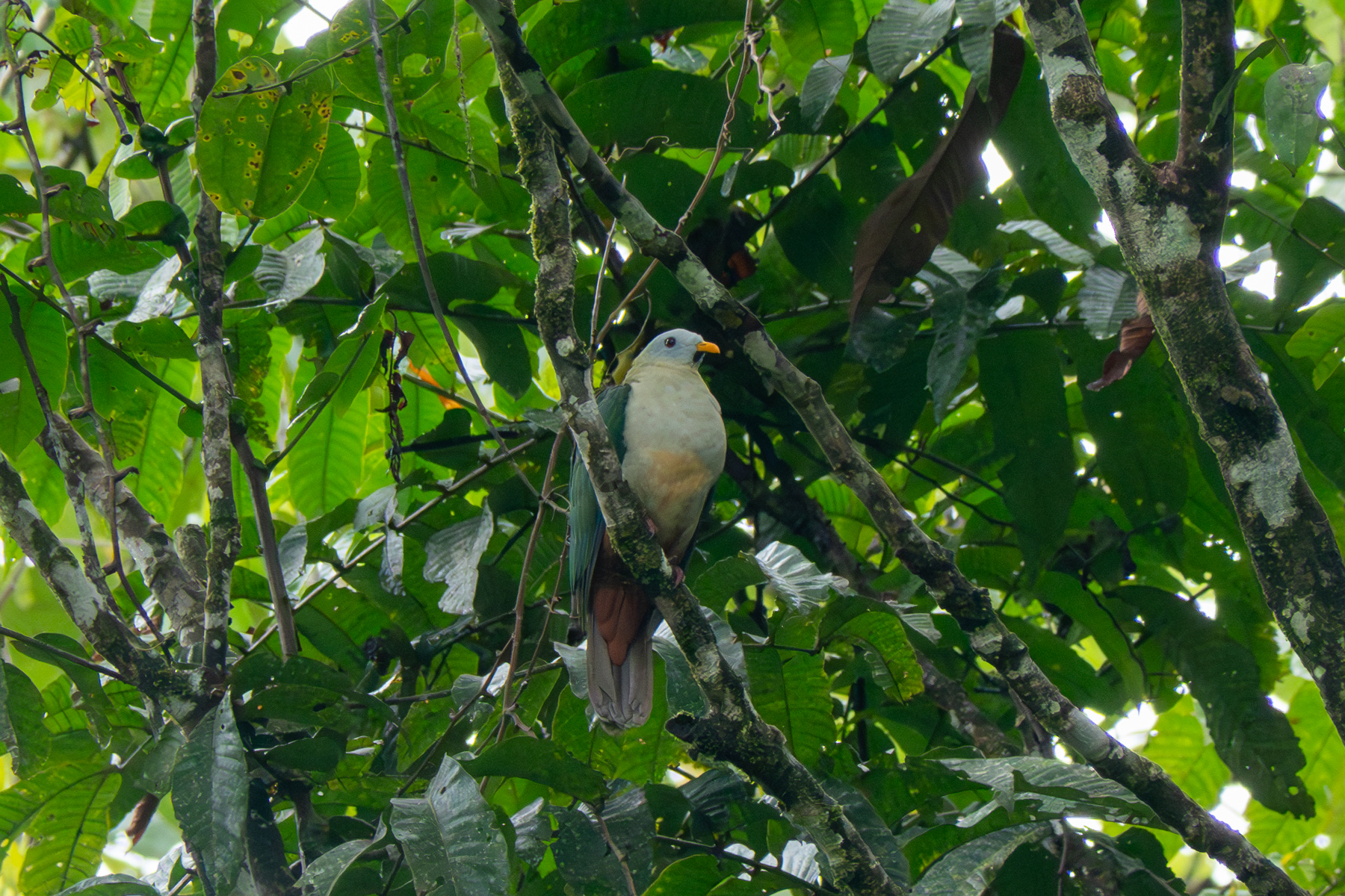 Oberholser's Fruit Dove (image by Dave Farrow)