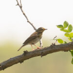 Olive-backed Pipit (image by Diedert Koppenol)