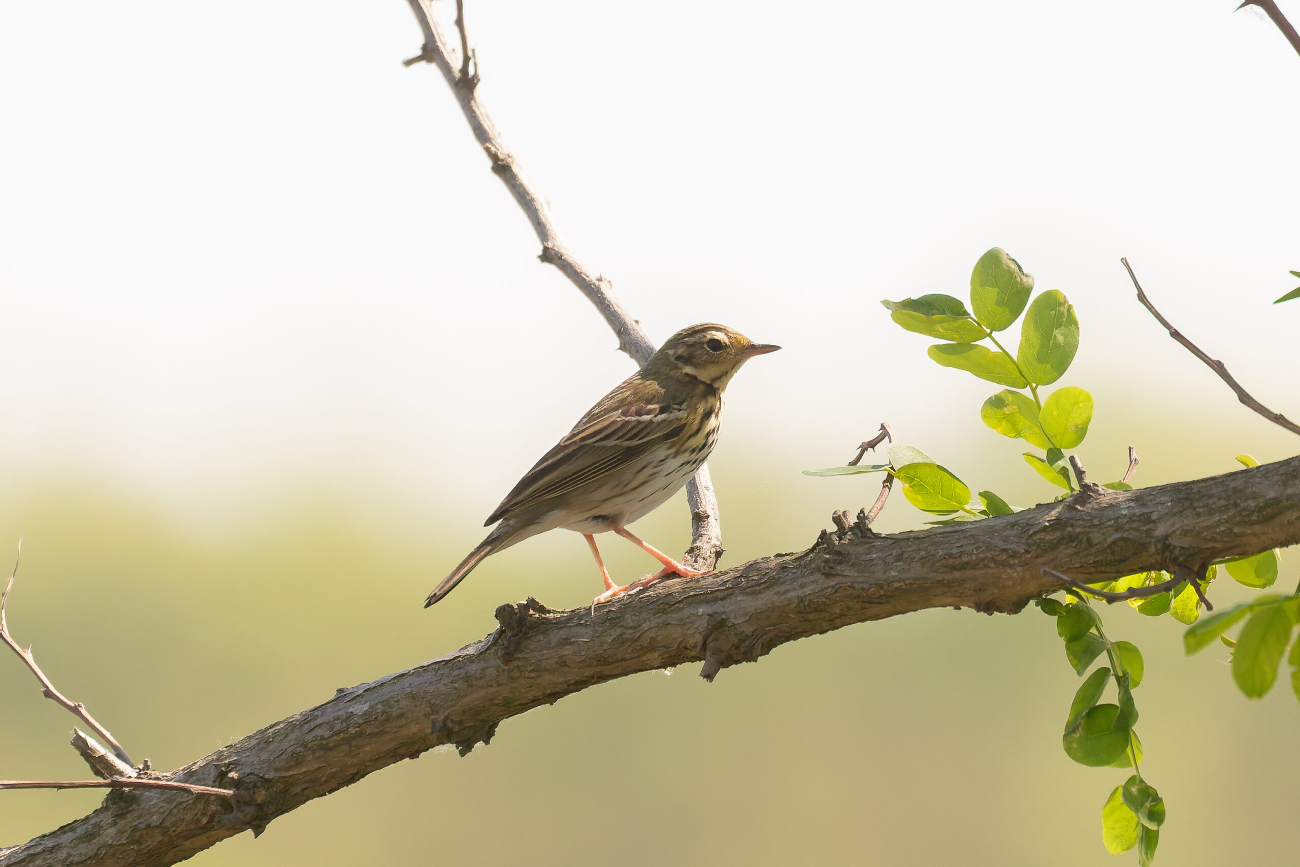 Olive-backed Pipit (image by Diedert Koppenol)