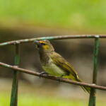 Orange-spotted Bulbul (image by Trevor Ellery)