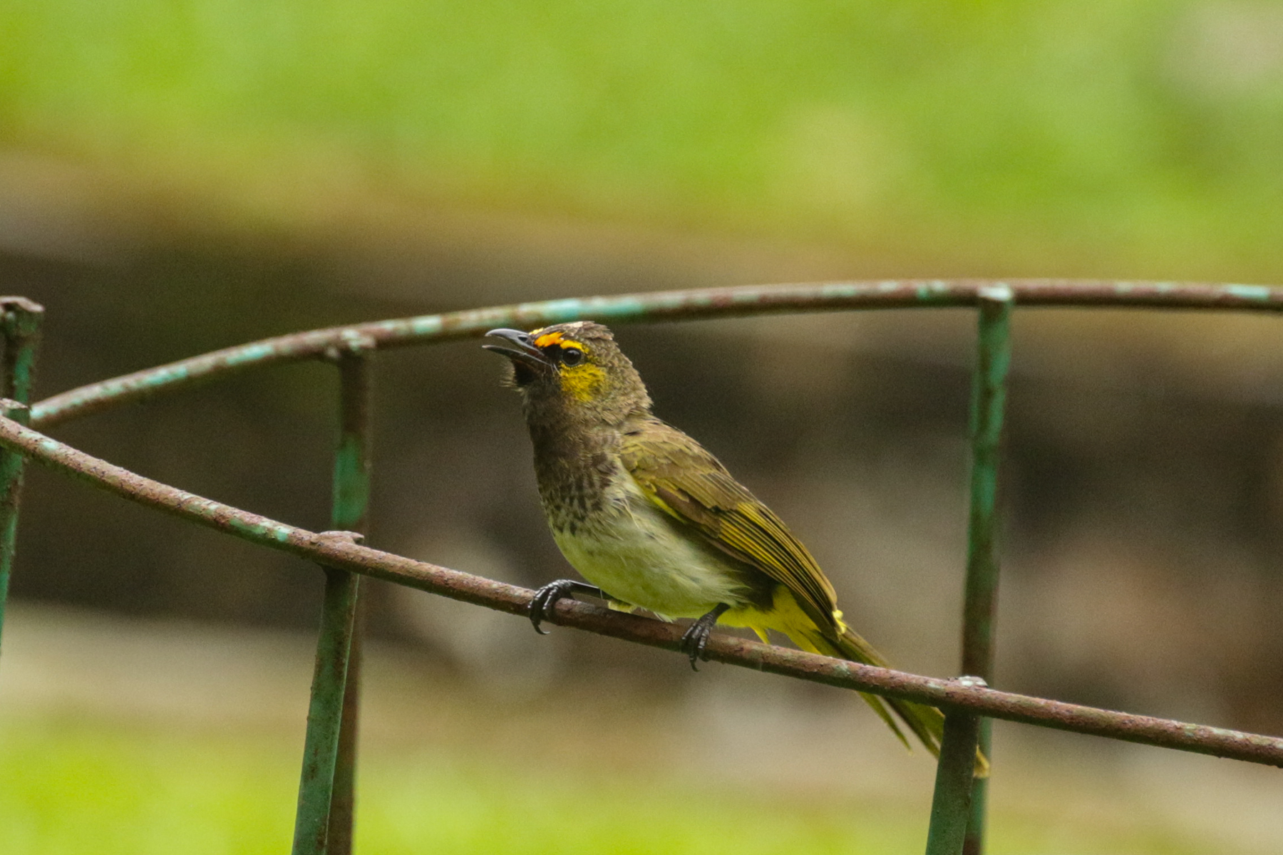 Orange-spotted Bulbul (image by Trevor Ellery)