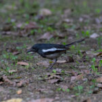 Oriental Magpie-Robin (image by Diedert Koppenol)