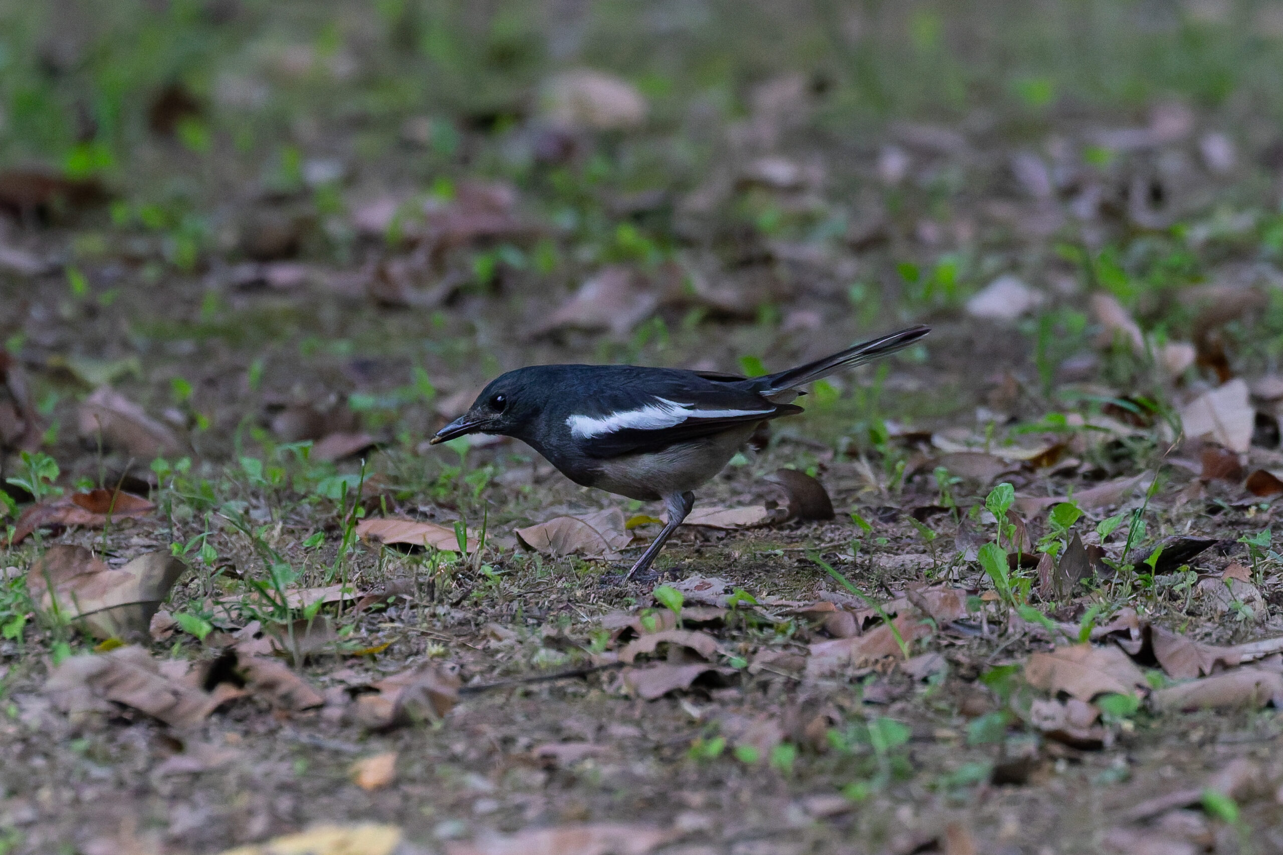 Oriental Magpie-Robin (image by Diedert Koppenol)