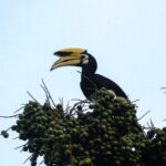 Oriental Pied Hornbill (image by Trevor Ellery)