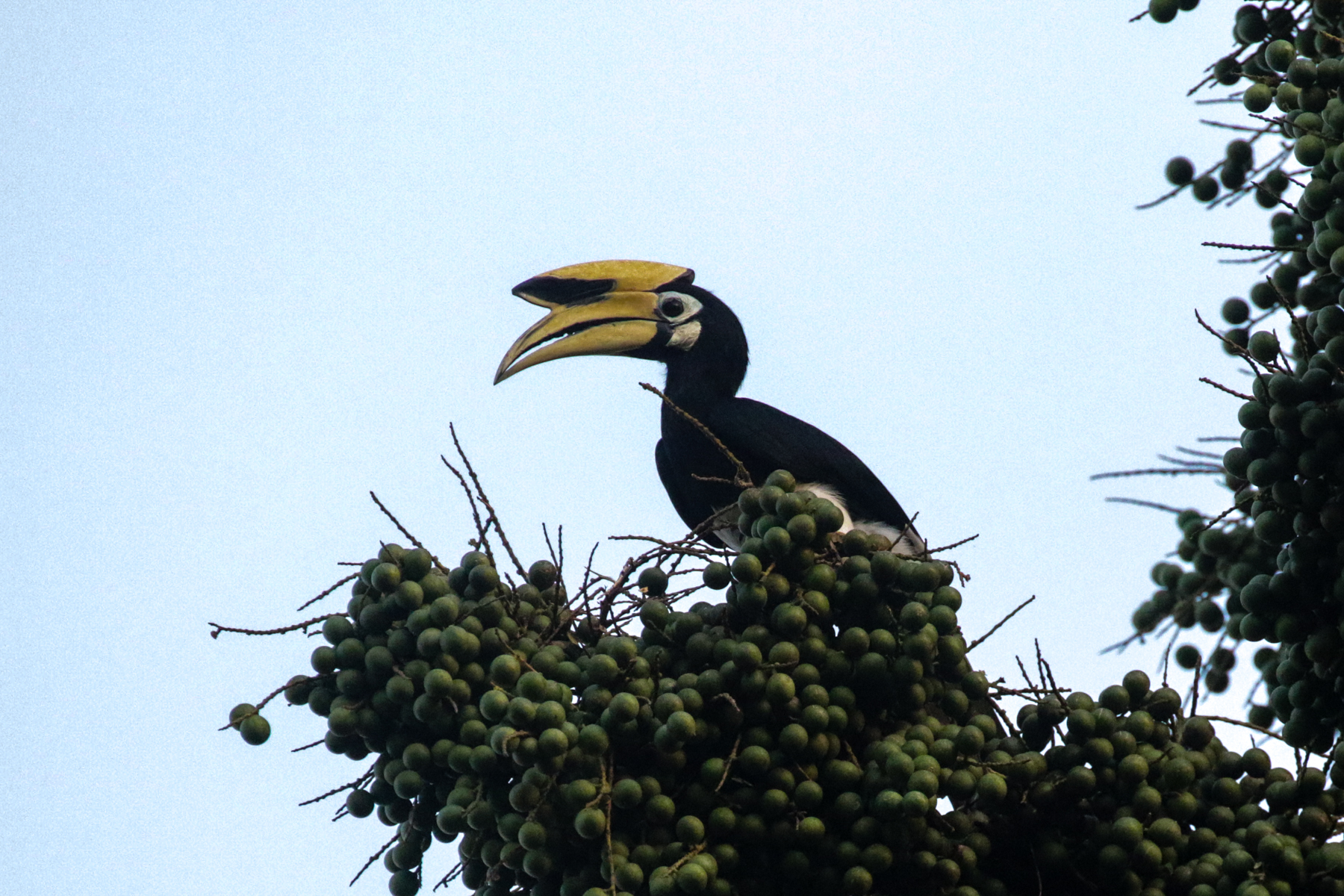 Oriental Pied Hornbill (image by Trevor Ellery)