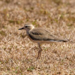 Oriental Plover (image by Hannu Jännes)