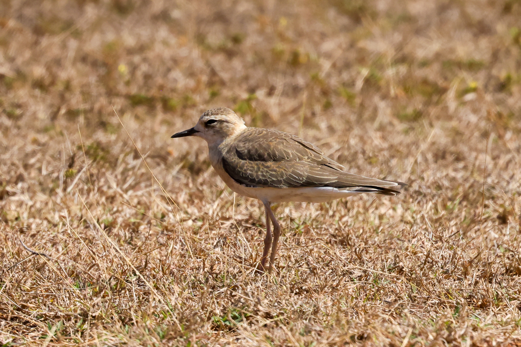 Oriental Plover (image by Hannu Jännes)