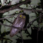 Oriental Scops Owl (image by Diedert Koppenol)