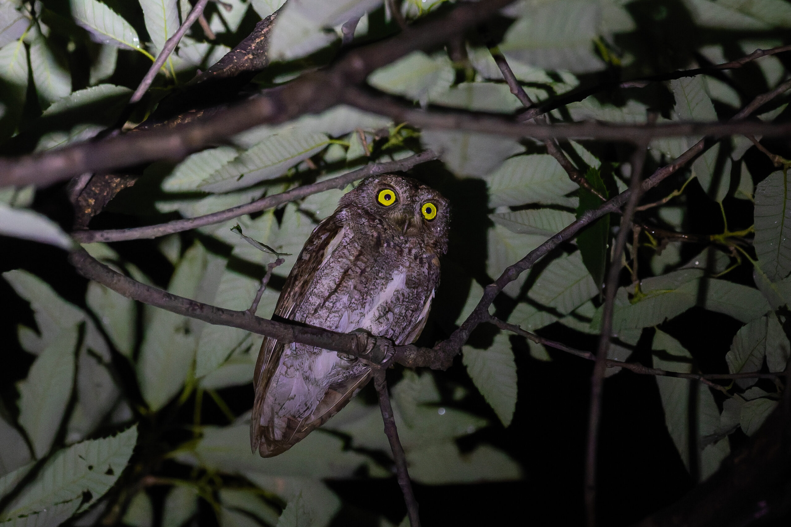 Oriental Scops Owl (image by Diedert Koppenol)