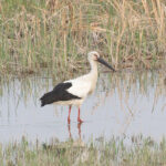 the endangered Oriental Stork (image by Diedert Koppenol)