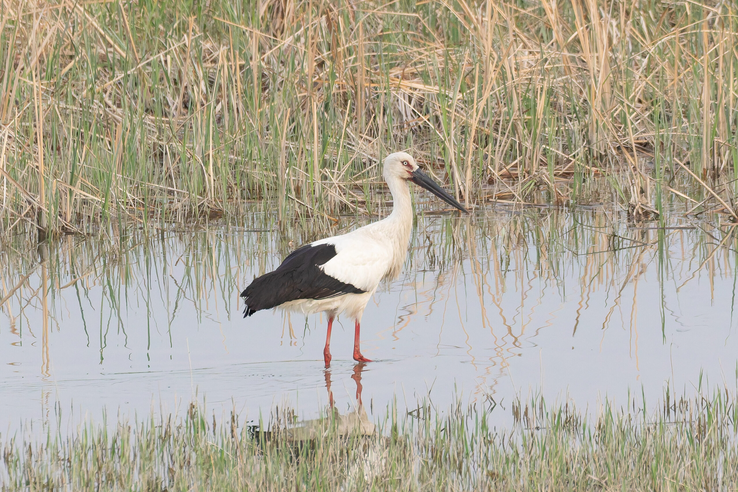 the endangered Oriental Stork (image by Diedert Koppenol)
