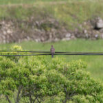 One of many Oriental Turtle Doves (image by Diedert Koppenol)