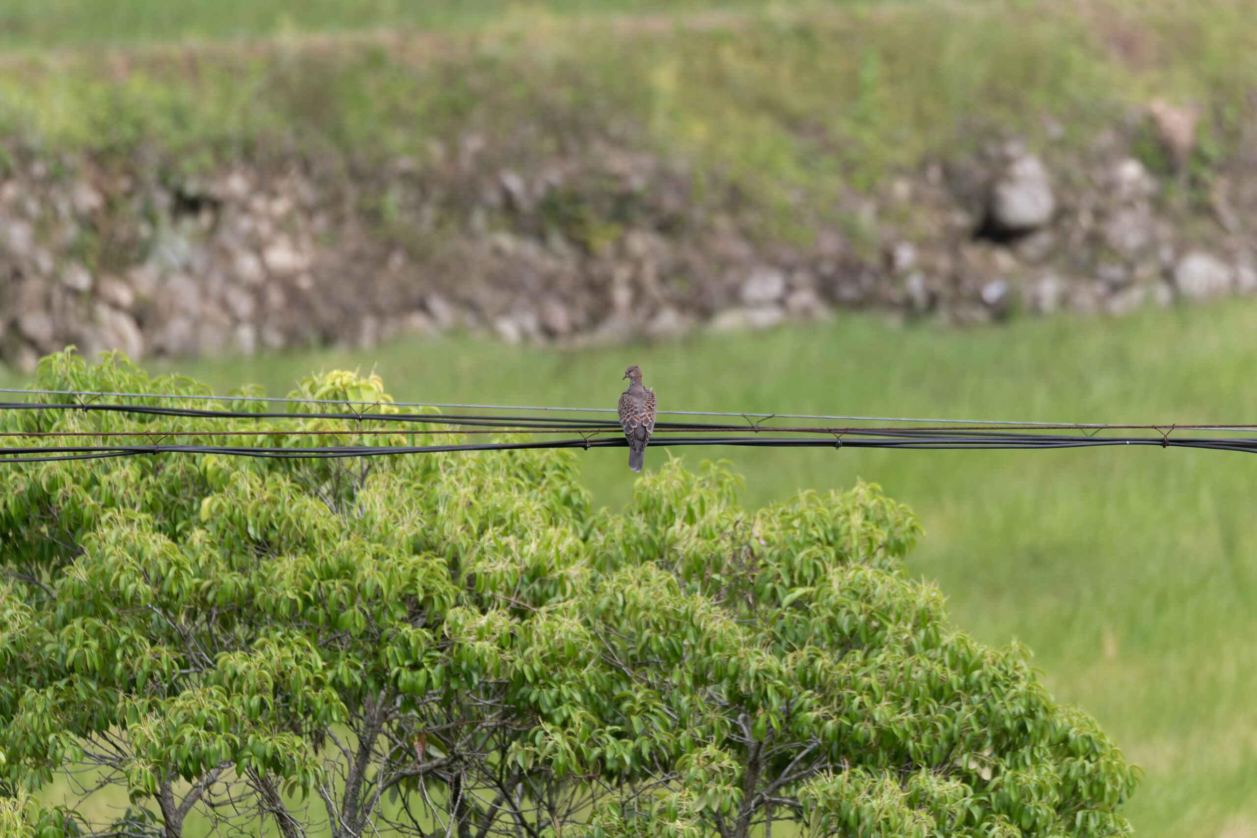 One of many Oriental Turtle Doves (image by Diedert Koppenol)