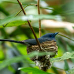 Pale-blue Monarch (image by Dave Farrow)