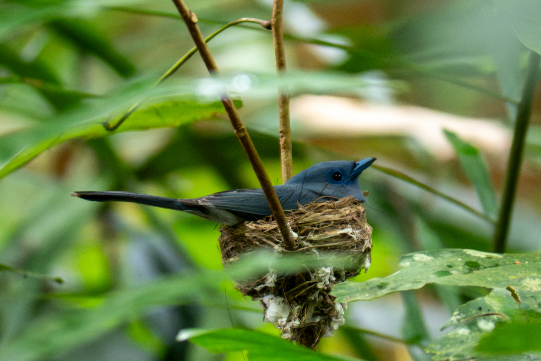 Pale-blue Monarch (image by Dave Farrow)