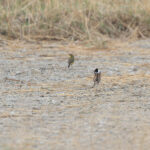 Pallas's Reed Bunting with Eastern Yellow Wagtail (image by Diedert Koppenol)