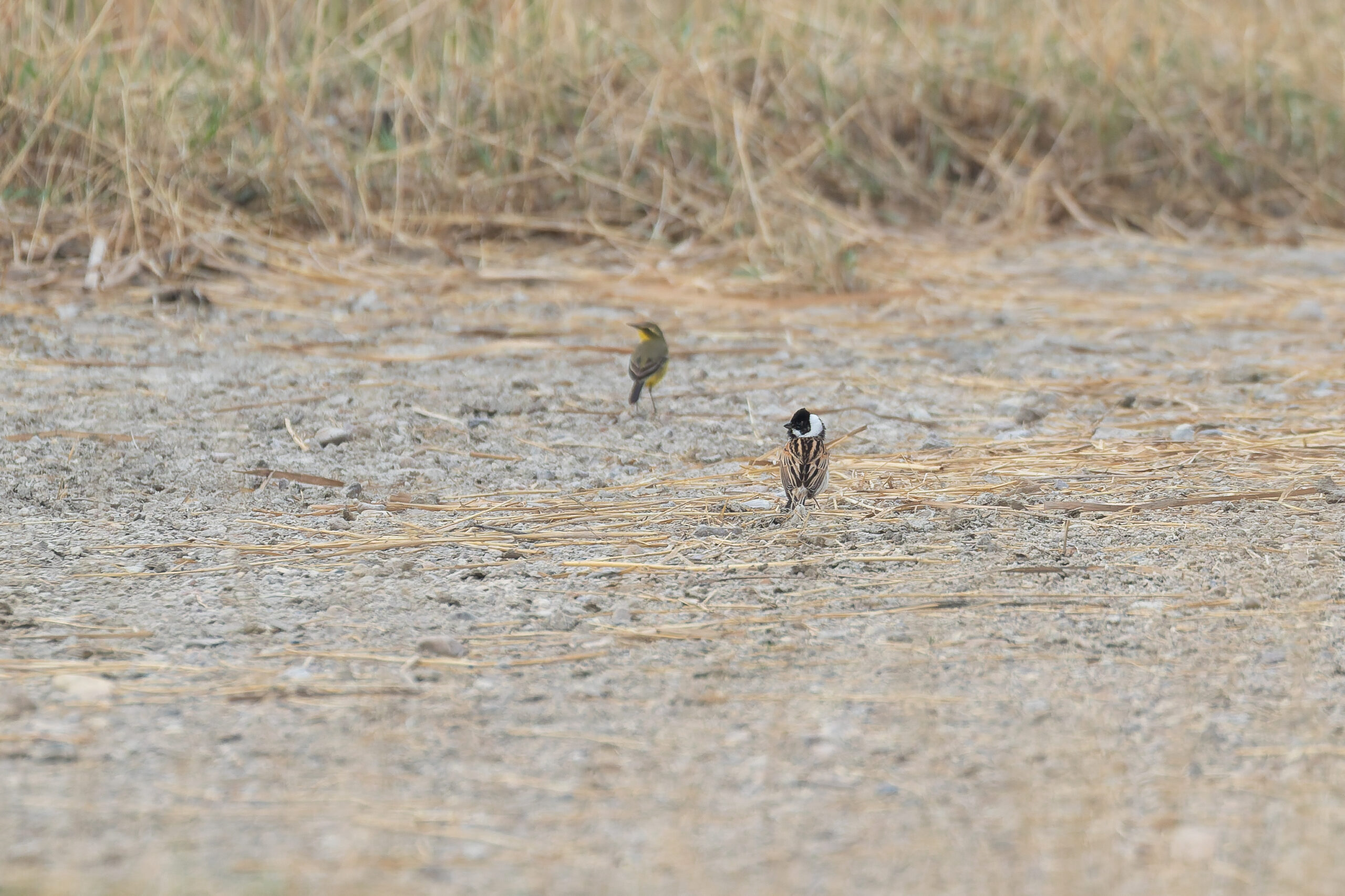 Pallas's Reed Bunting with Eastern Yellow Wagtail (image by Diedert Koppenol)