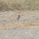 Pallas's Reed Bunting (image by Diedert Koppenol)