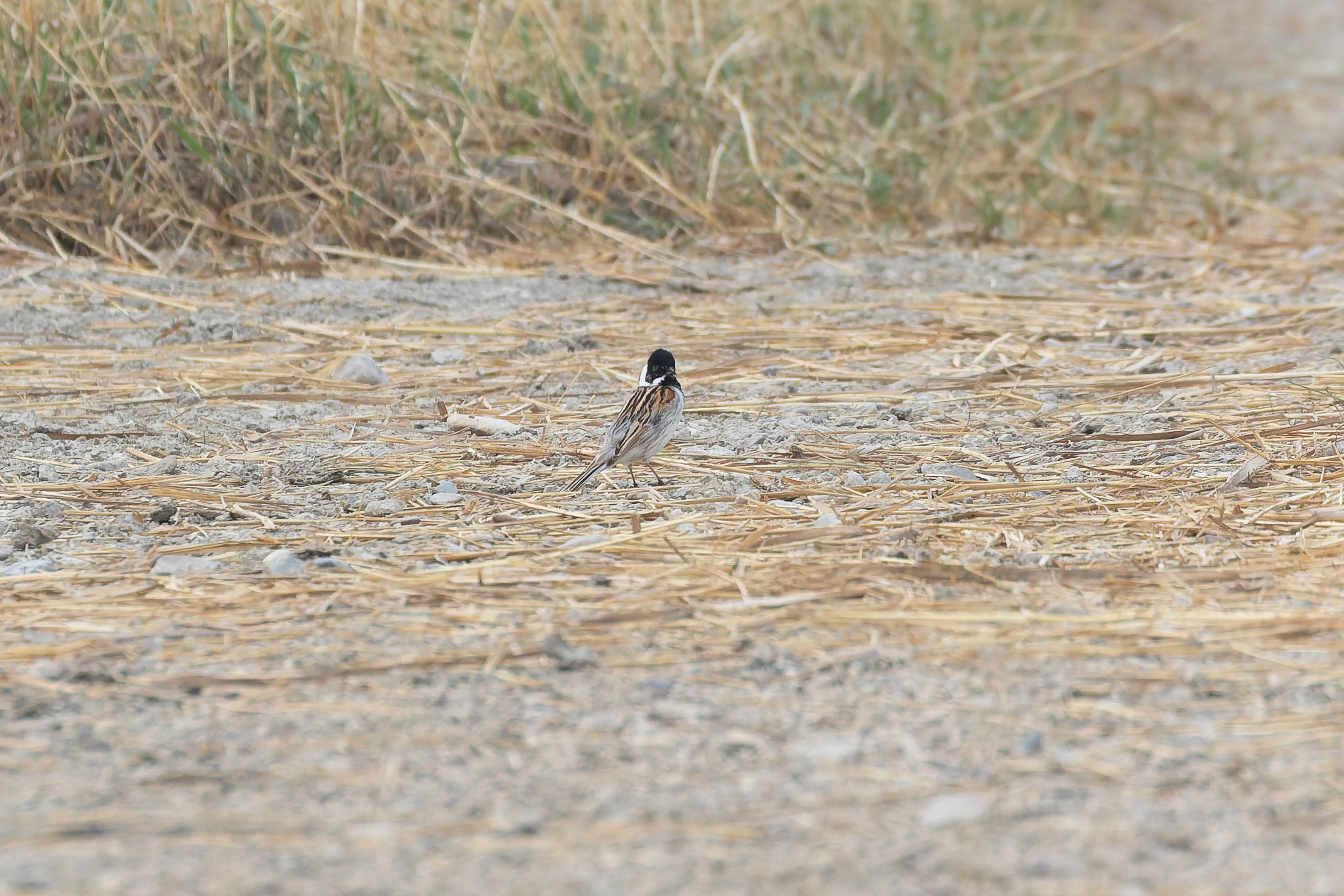 Pallas's Reed Bunting (image by Diedert Koppenol)