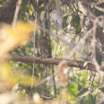 Pearl-spotted Owlet (image by Diedert Koppenol)