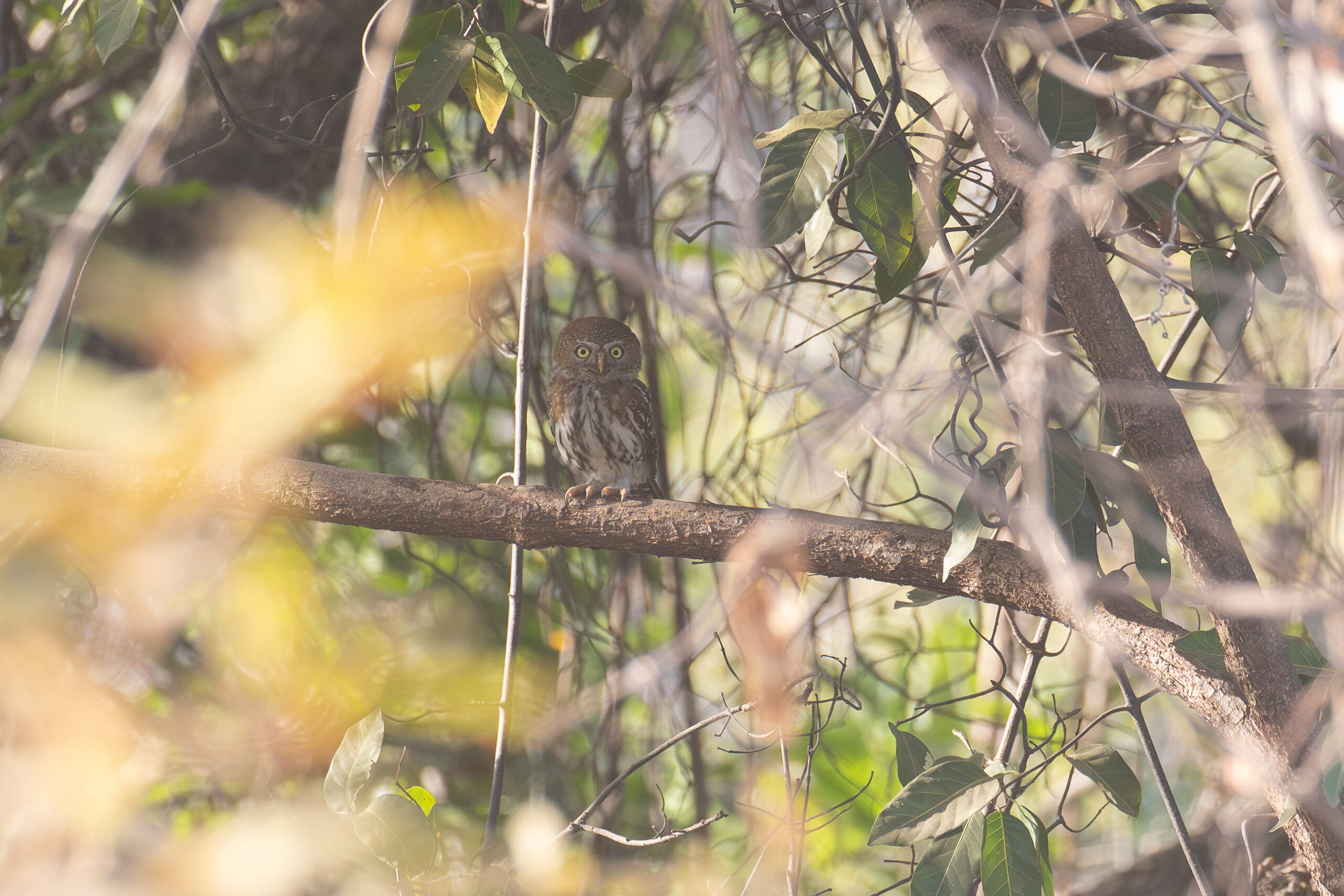 Pearl-spotted Owlet (image by Diedert Koppenol)