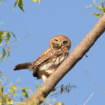 Pearl-spotted Owlet (image by Diedert Koppenol)