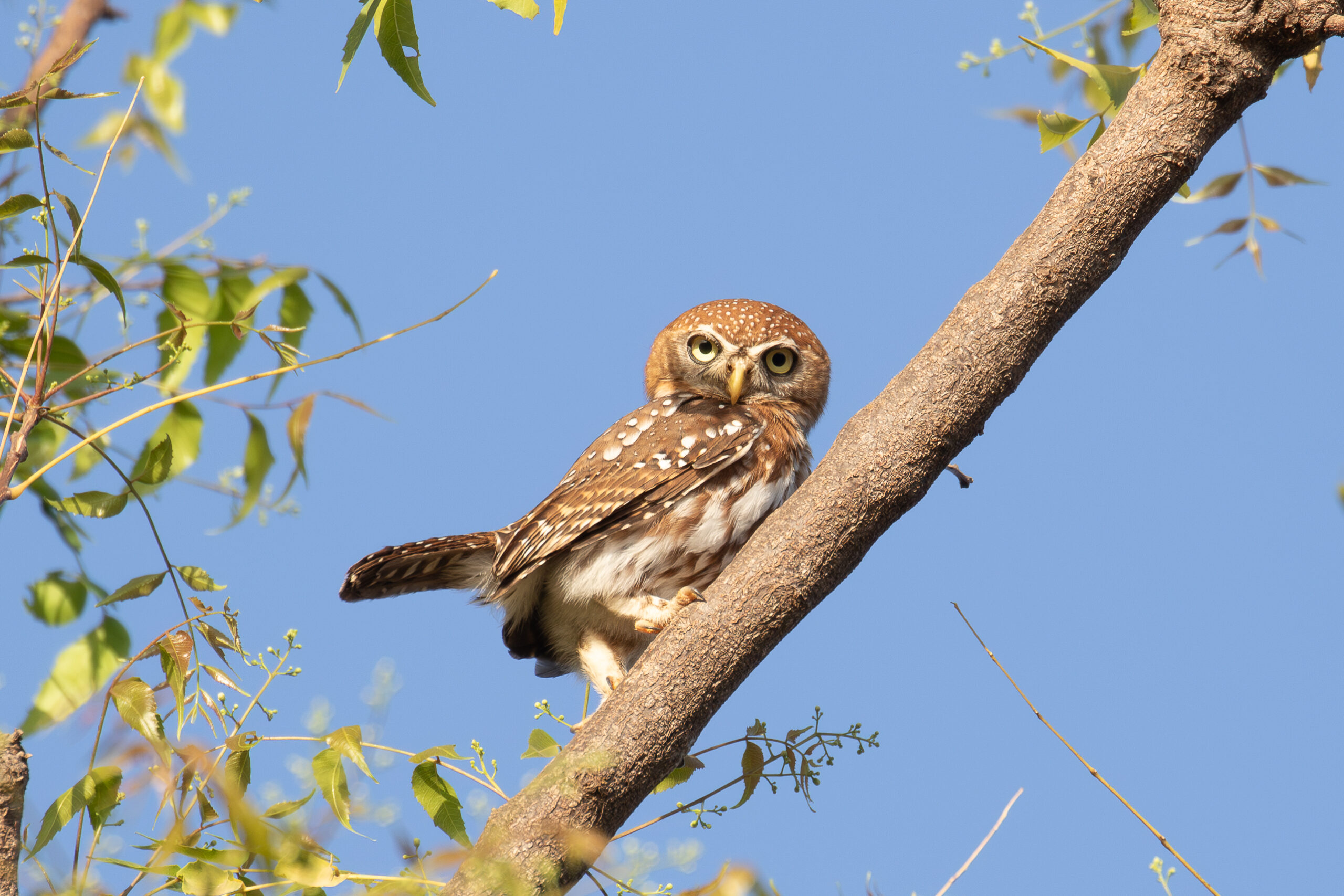 Pearl-spotted Owlet (image by Diedert Koppenol)