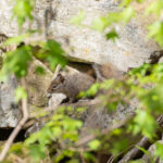Pere David's Rock Squirrel (image by Diedert Koppenol)