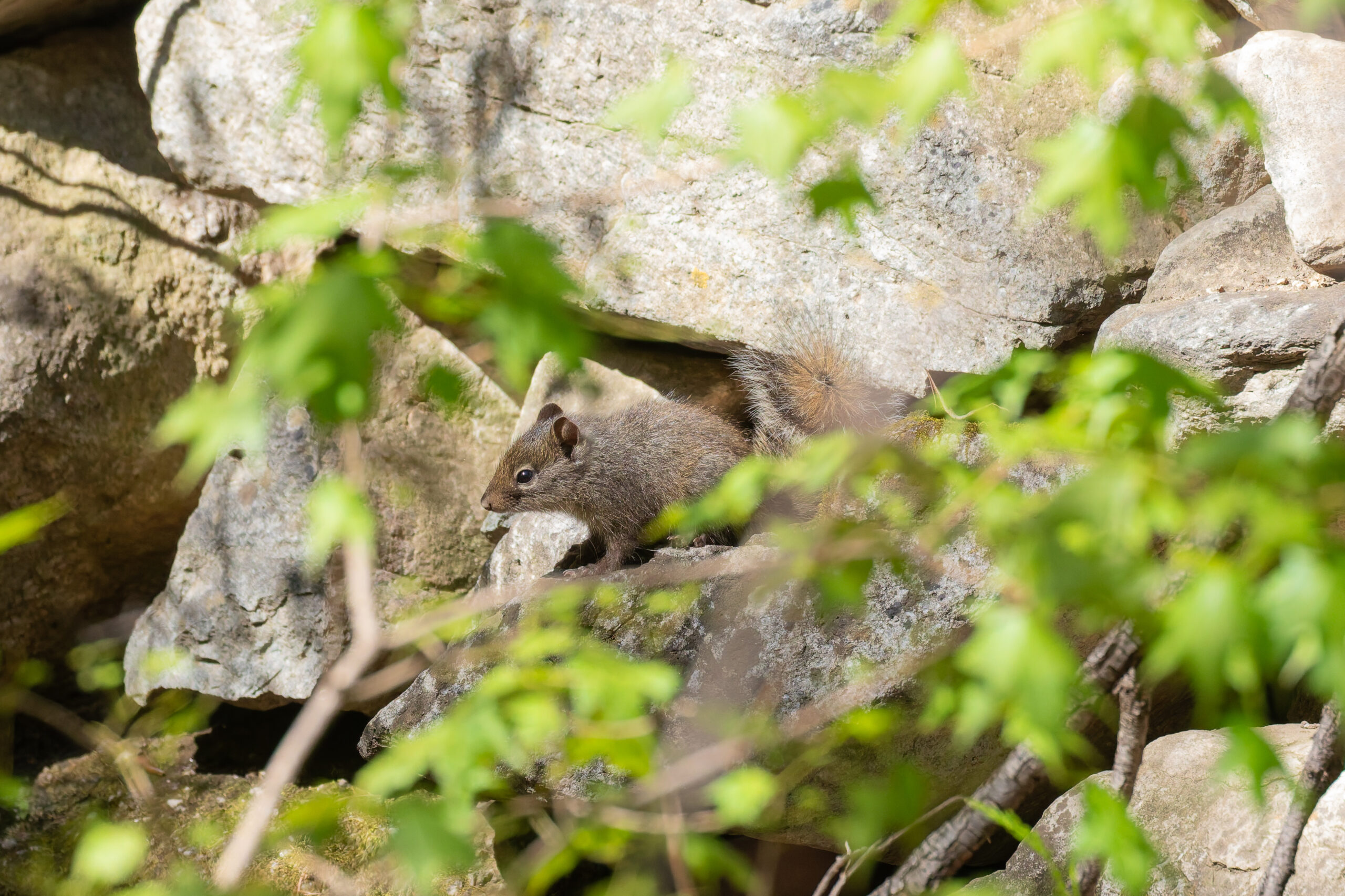 Pere David's Rock Squirrel (image by Diedert Koppenol)