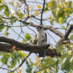 Pied Falconet (image by Diedert Koppenol)