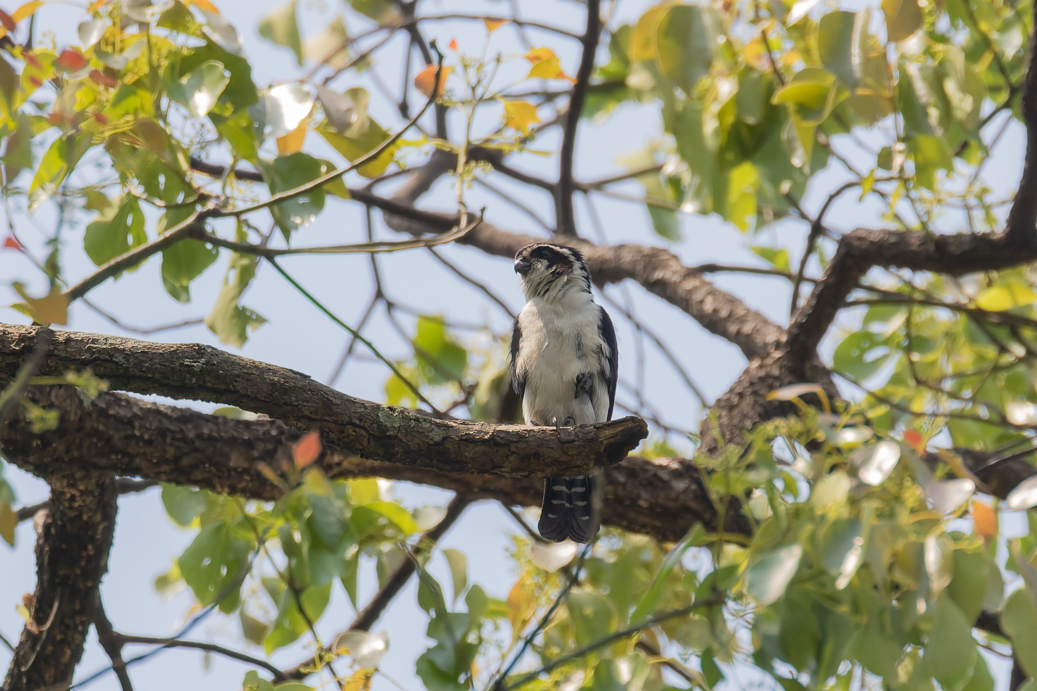 Pied Falconet (image by Diedert Koppenol)